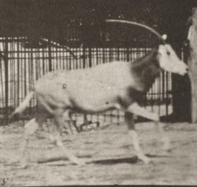 Plate 680 Oryx galloping — figure reference